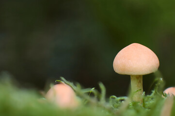 macro of a sulfur cap mushroom 