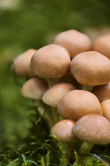 macro of a sulfur cap mushroom 