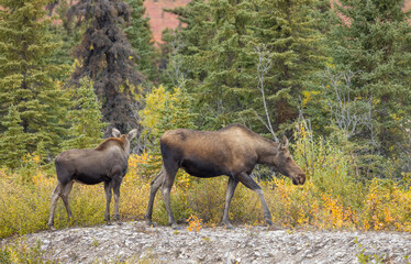 Alaska Yukon Cow and Calf Moose in Denali National Park Alaska in Autumn