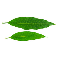 Green mango leaf isolated on white background