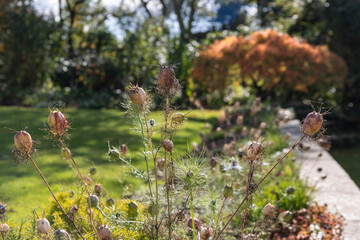 Close up of nigella seed heads in an autumn garden