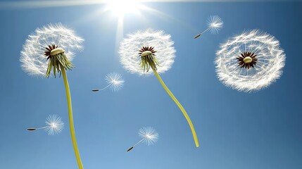 Three dandelions with seeds blowing in the wind against a bright blue sky with sun.