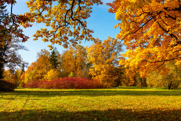 Autumn foliage in Pavlovsky park, Pavlovsk, St. Petersburg, Russia