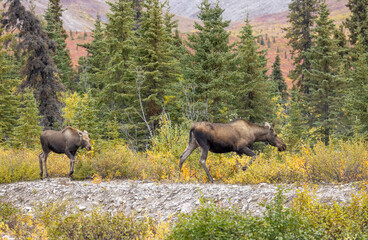 Alaska Yukon Cow and Calf Moose in Denali National Park Alaska in Autumn