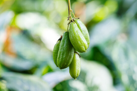 Bilimbi (Averhoa bilimbi Linn.) or cucumber fruits on tree