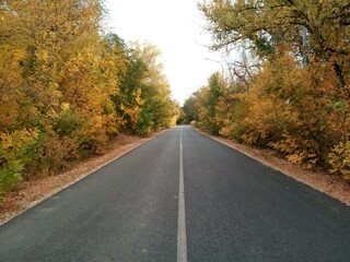 road in autumn forest