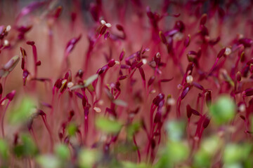 Close up of Red Orach Micro Greens 