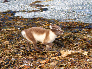 Arctic Fox Cub during the Summer, Gnålodden, Hornsund fjord, Spitzbergen, Svalbard