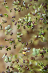 Close up of Kale Micro Greens 