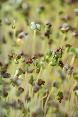 Close up of Kale Micro Greens 