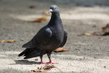 a dove in the park