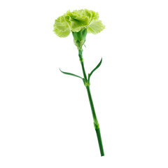 Green carnation isolated on white background