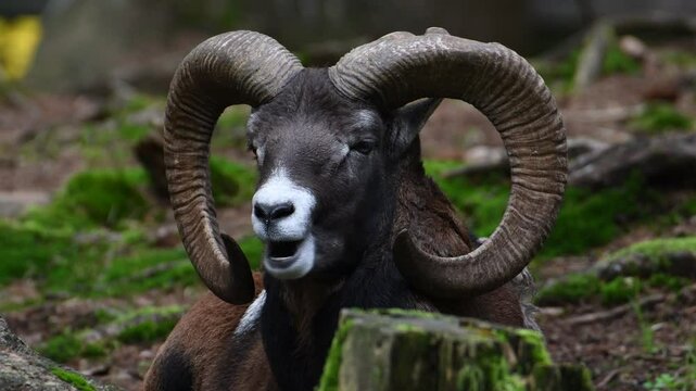 Ovis aries musimon aka The European mouflon male with majestic horns is resting and eating in the forest in autumn evening. Nature of Czech republic.