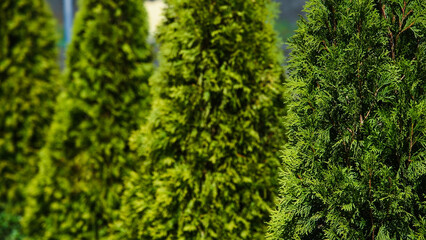 Young trees grow next to the house on a sunny summer day.