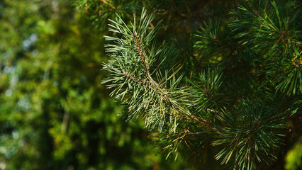 Pine or spruce tree grows in a city park