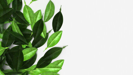 lemon leaf background on white background 3d rendering