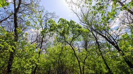 Bright colors of the spring forest