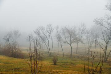 Trees after the rain in a foggy autumn city park
