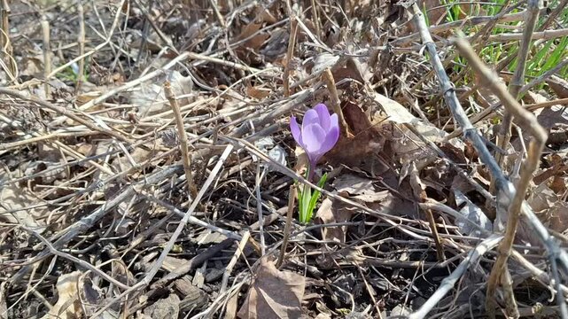 First flowers blooming in the spring : Crocus vernus