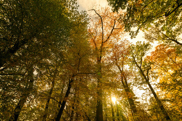 Autumn in the park, colorful tree leaves, wide angle view autumn scene