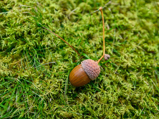 Oak leaf, acorn on oak tree background.