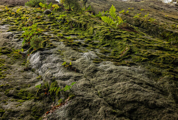 moss on the rocks