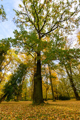 Fototapeta premium Autumn in the park, colorful tree leaves, wide angle view autumn scene