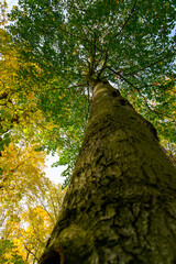 Fototapeta premium Autumn in the park, colorful tree leaves, wide angle view autumn scene