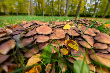 Mushrooms on an autumn background
