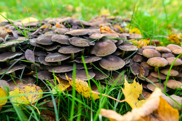 Mushrooms on an autumn background