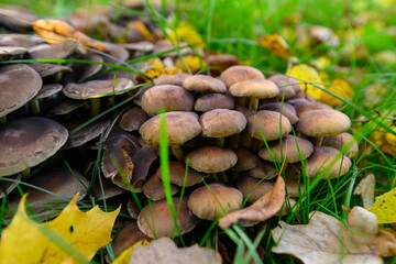 Mushrooms on an autumn background