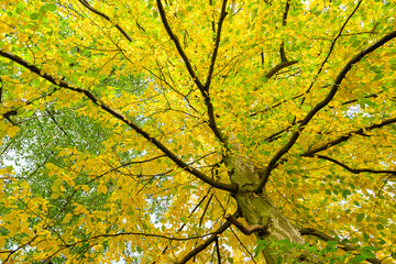 Autumn in the park, colorful tree leaves, wide angle view autumn scene