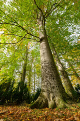 Autumn in the park, colorful tree leaves, wide angle view autumn scene