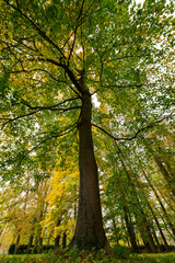 Autumn in the park, colorful tree leaves, wide angle view autumn scene
