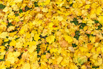 colorful tree leaves, wide angle view autumn scene - yellow background