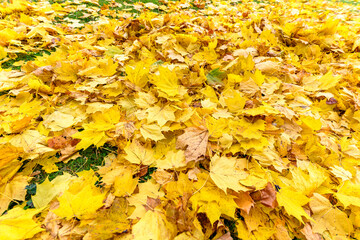colorful tree leaves, wide angle view autumn scene - yellow background