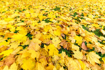 colorful tree leaves, wide angle view autumn scene - yellow background