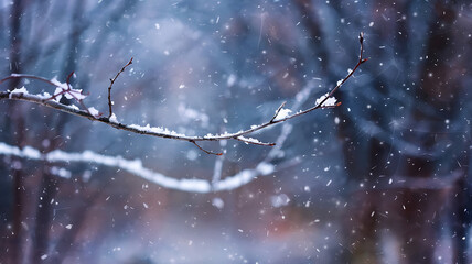Snowy branch with white snow and brown wood in a winter wonderland. 
