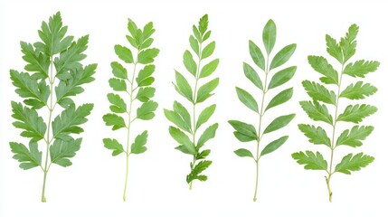 Naklejka premium A collection of fresh curry plant leaves with their silvery-green color, arranged on a white background