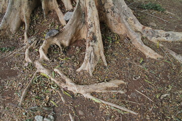 Roots of old tree,Tree Gazing
