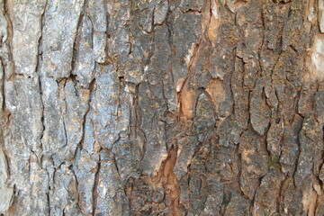 Tree bark texture background
