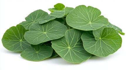 A close-up of fresh nasturtium leaves with their round, flat shape and vibrant green color, isolated on a white background