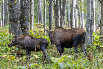 Cow and Calf Alaska Yukon Moose in Alaska in Autumn