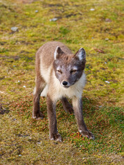 Arctic Fox Cub during the Summer, Gnålodden, Hornsund fjord, Spitzbergen, Svalbard