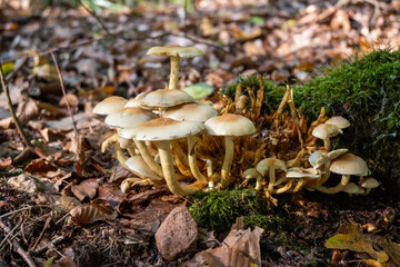Wild Mushrooms Growing on Mossy Forest Floor in Natural Woodland Scene