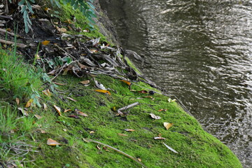Green moss on the rock in the forest with blurred water background