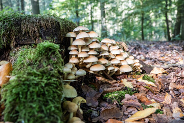 Wild Mushrooms Growing on Mossy Forest Floor in Natural Woodland Scene