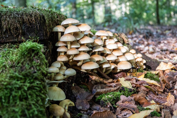 Wild Mushrooms Growing on Mossy Forest Floor in Natural Woodland Scene