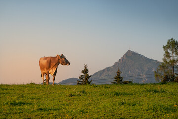 Almlandschaft mit dem Kitzbüheler Alm und einer Kuh
