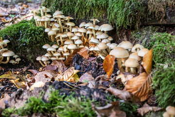 Wild Mushrooms Growing on Mossy Forest Floor in Natural Woodland Scene
